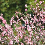 山形　梅の花　味の農園