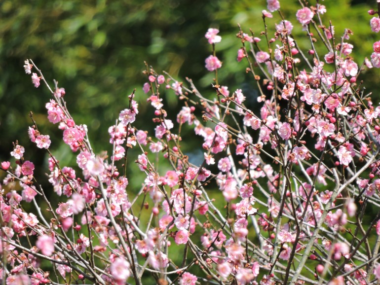 山形　梅の花　味の農園