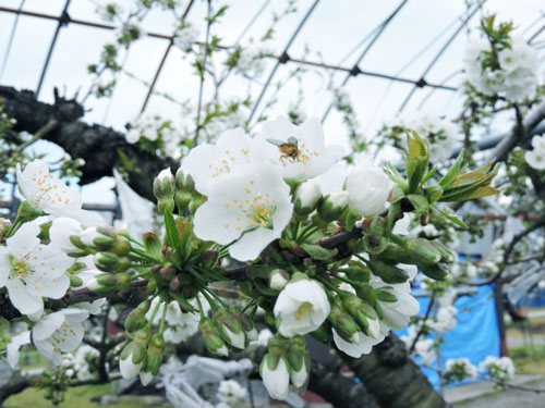 佐藤錦 大粒さくらんぼは芽欠きに始まる 味の農園