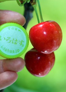 紅てまり　大粒さくらんぼ　山形さくらんぼ