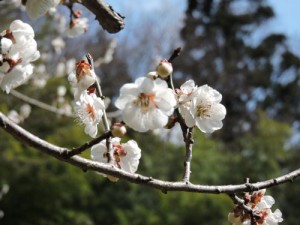 梅の花　山形　味の農園