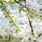 さくらんぼ通販　山形さくらんぼ　さくらんぼ開花