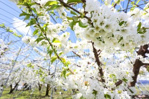 さくらんぼ通販　山形さくらんぼ　さくらんぼ開花