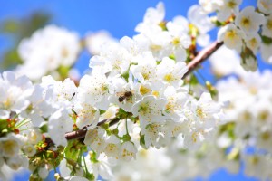 さくらんぼ佐藤錦　さくらんぼ通販　山形さくらんぼ