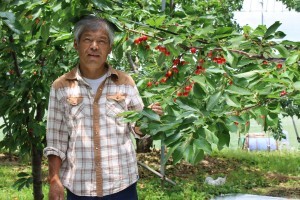 サクランボ通販　さくらんぼ通販　佐藤錦