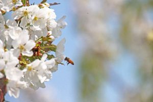 佐藤錦　さくらんぼ佐藤錦　さくらんぼ通販