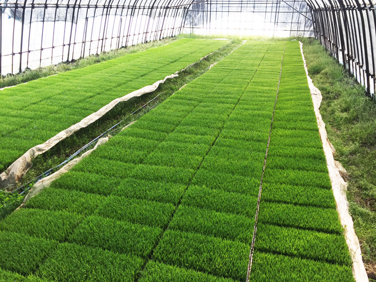 お米作り　ササニシキ　コシヒカリ