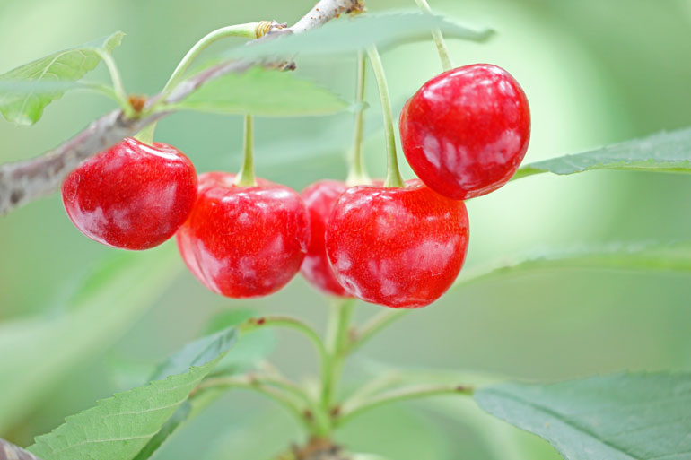 大粒さくらんぼ 紅てまり つくり方の秘密とは 味の農園
