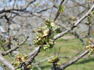 佐藤錦　開花　山形さくらんぼ
