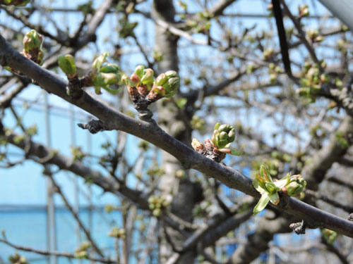 さくらんぼ　開花　佐藤錦