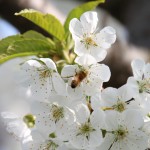 山形さくらんぼ　佐藤錦　さくらんぼ開花