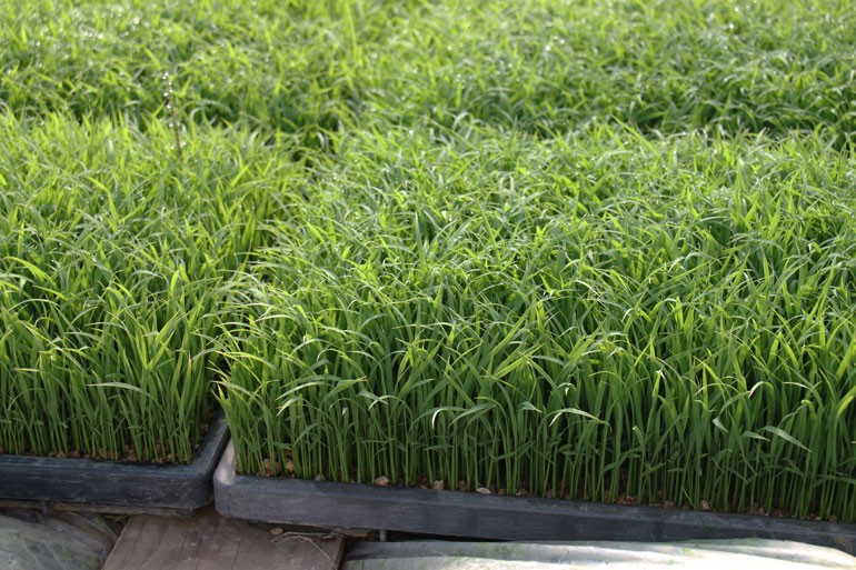 美味しいお米の作り方 田植え出来る苗に育てる 味の農園