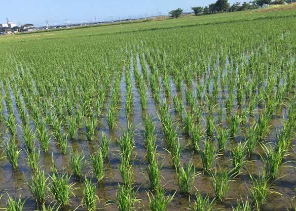 美味しいお米の作り方 田植えから1カ月の管理 味の農園