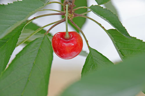 さくらんぼ通販　佐藤錦　紅秀峰