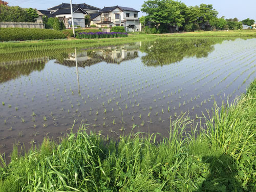 田植え　つや姫　はえぬき