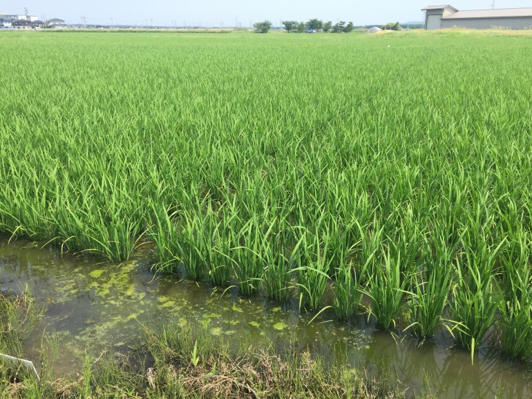 そろそろ田んぼの水をぬいてもいい時期になりました。落水 