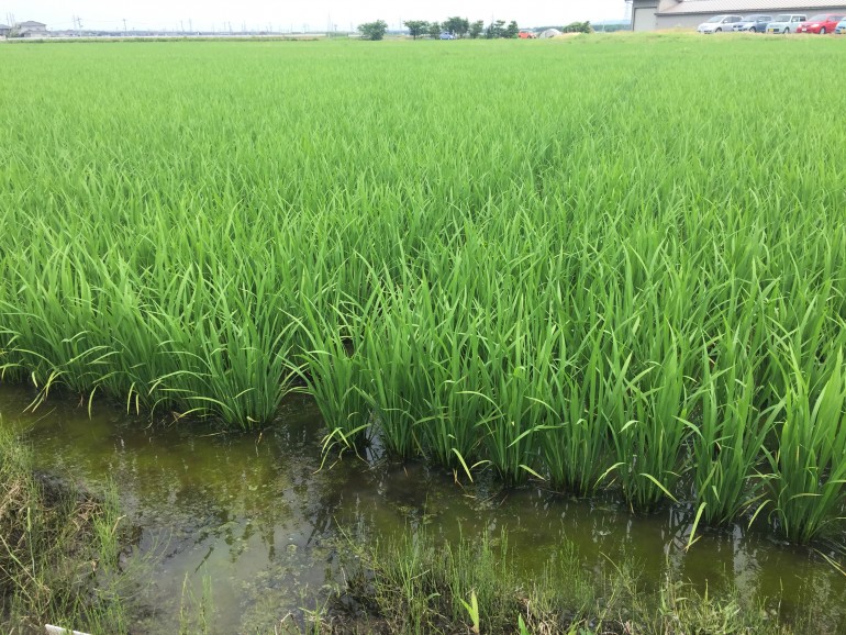 これから水を切ってイネの根っこが深く地中に入るようにします 