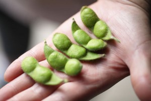 だだちゃ豆　枝豆　特徴