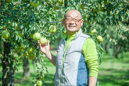 ラフランスの生産者、天童市の小座間さん