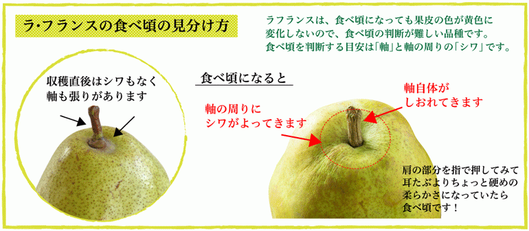 ラフランスの完熟とは 食べ頃3つのポイント｜味の農園