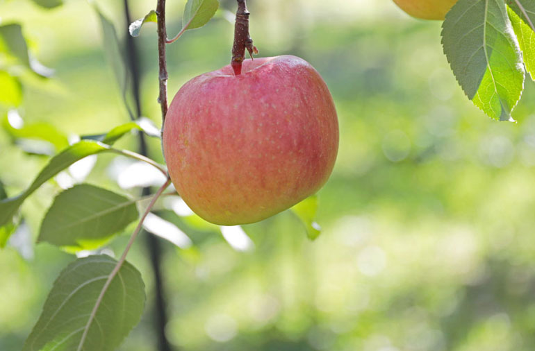 りんご保存法　りんご日持ち　蜜りんご