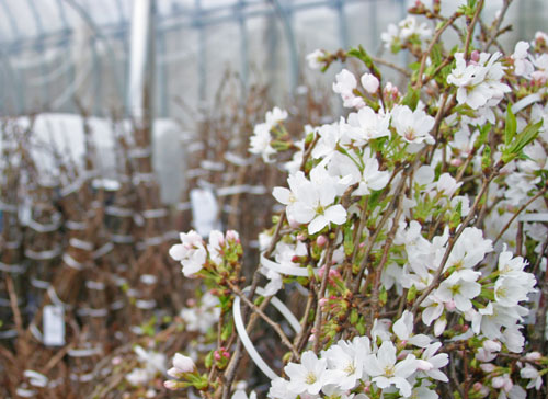 啓翁桜通販　啓翁桜お取り寄せ　啓翁桜咲かせ方