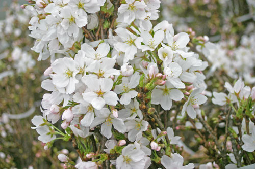 啓翁桜お取り寄せ　啓翁桜通販　啓翁桜咲かせ方