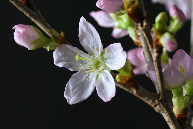 啓翁桜 冬に咲く桜とは お取り寄せ 味の農園