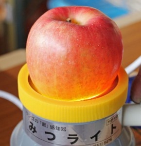 蜜入りりんご　こうとく　りんご通販