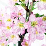 啓翁桜　サクラ　冬さくら