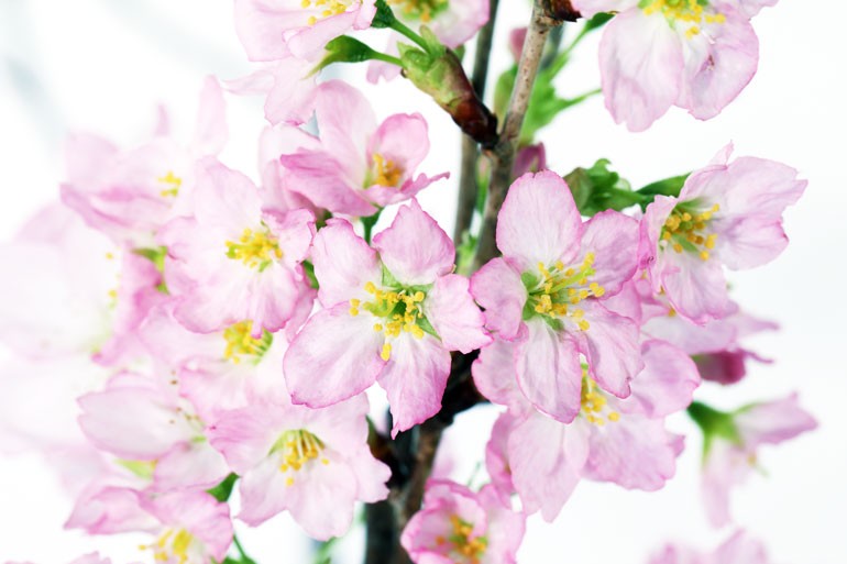 啓翁桜　サクラ　冬さくら