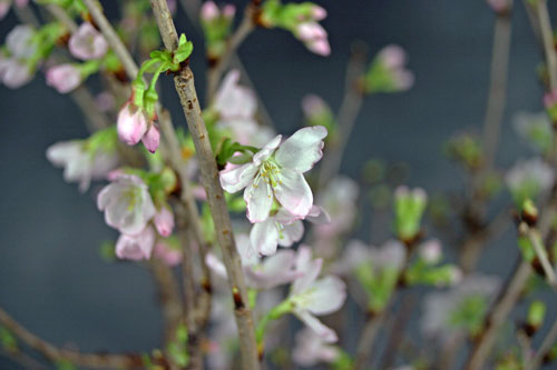 啓翁桜　さくら　冬さくら