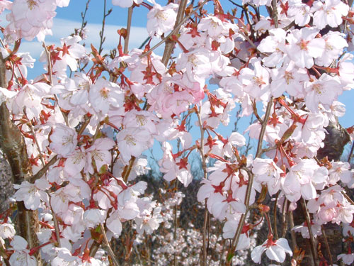 啓翁桜　さくら　冬さくら