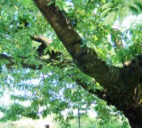 山形さくらんぼ　佐藤錦　古木さくらんぼ