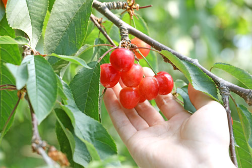 さくらんぼ通販　さくらんぼ佐藤錦　山形さくらんぼ