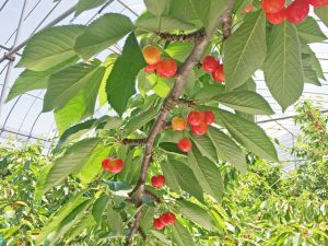 さくらんぼ原産地　山形さくらんぼ　佐藤錦