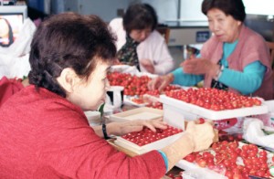 佐藤錦　さくらんぼ鏡詰め　さくらんぼ手詰め