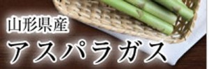 アスパラガス　朝採れアスパラガス　庄内砂丘