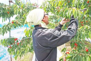 さくらんぼ佐藤錦　山形さくらんぼ　大粒さくらんぼ