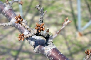 佐藤錦　芽欠き　山形さくらんぼ