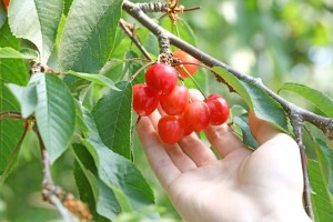 さくらんぼ佐藤錦　さくらんぼ通販　山形さくらんぼ