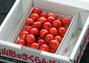 完熟さくらんぼ　佐藤錦　山形さくらんぼ