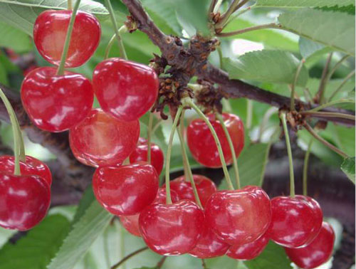 紅秀峰　大粒さくらんぼ　完熟サクランボ