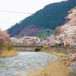 桜　さくら　さくらんぼ