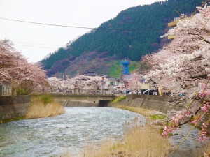 桜　さくら　さくらんぼ