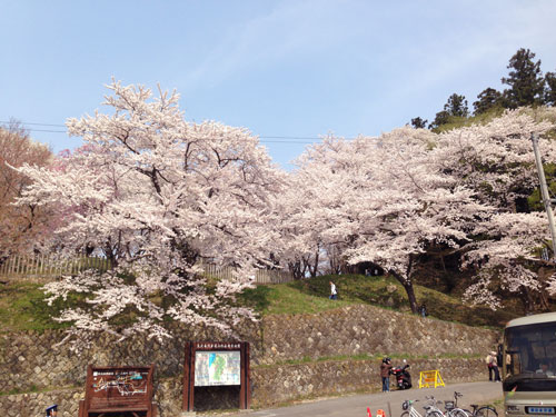 山形さくら　山形の桜　山形さくらんぼ