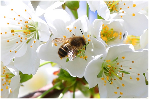 さくらんぼの花　サクランボの花