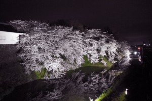 山形の桜　山形さくら　山形サクランボ