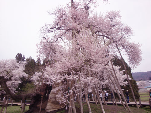 山形の桜　山形さくら　山形さくらんぼ