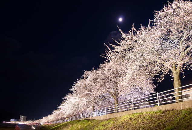 山形さくら　山形の桜　山形さくらんぼ